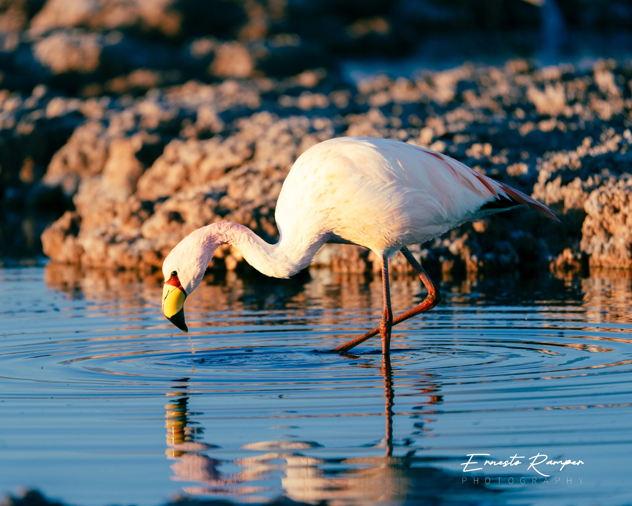 Flamenco alimentándose en una laguna del altiplano, fotografiado por Ernesto Ramper.