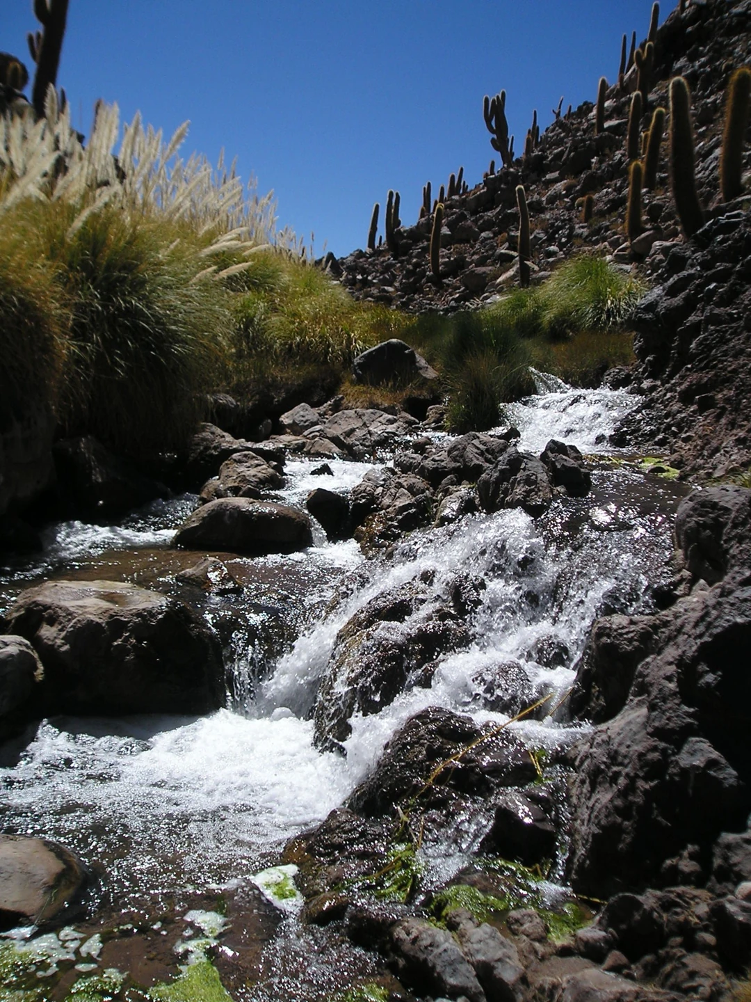 Guatín · Vale dos Cactos