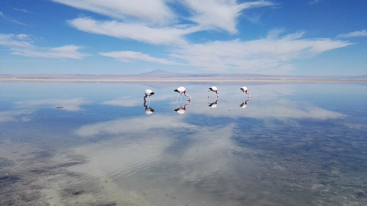Laguna Chaxa · Uccelli e Sale